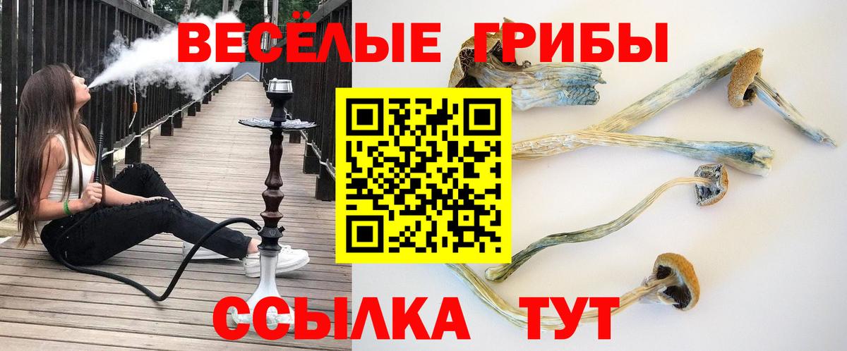 Псилоцибиновые грибы Cubensis  Вход с VPN  Выборг 
